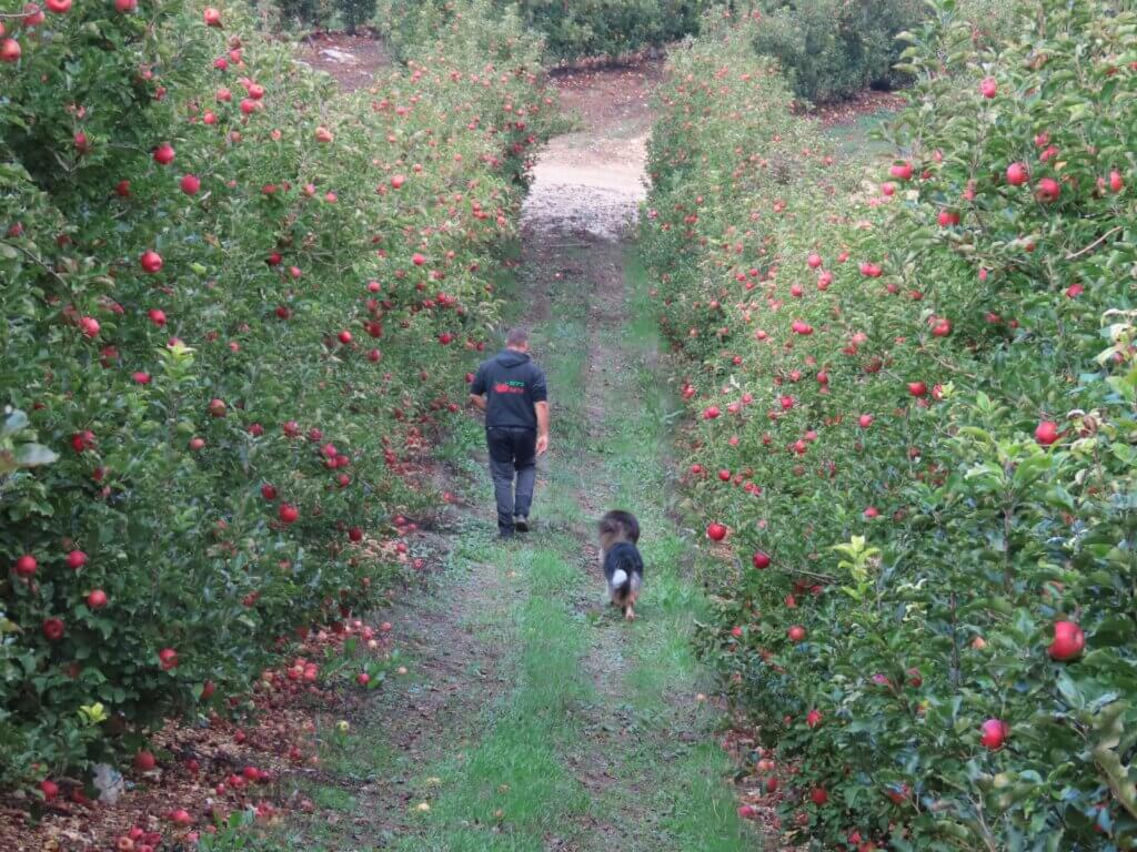 Kibbutz Baram apple orchard